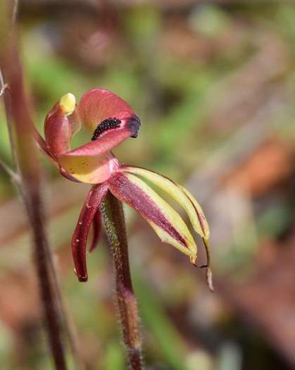 Chiloglottis formicifera Ant Orchid0013.JPG